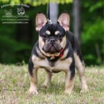 black and tan French bulldog stud Tennessee