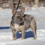 blue merle french bulldogs for sale Tennessee