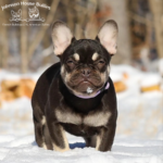 chocolate and tan french bulldog puppies for sale in nashville, tn