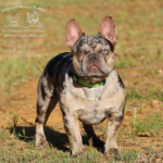 jhb frito chocolate and tan merle french bulldog breeders in tennesee