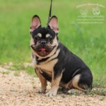 black and tan French bulldog stud near me texas