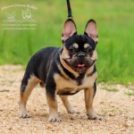 black and tan French bulldog stud near me Dallas texas