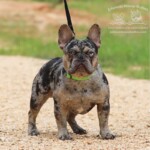 chocolate merle French bulldog stud near me louisiana